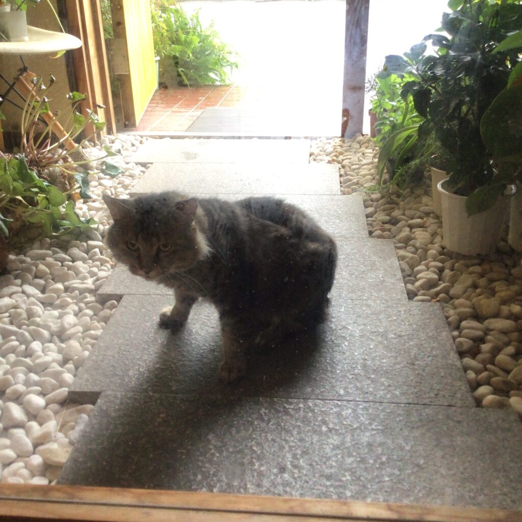 雨あめアメ 秋雨前線？|酵素浴・よもぎ蒸し・笹蒸し｜安城市｜カフェ＆サロンおさかなの手紙