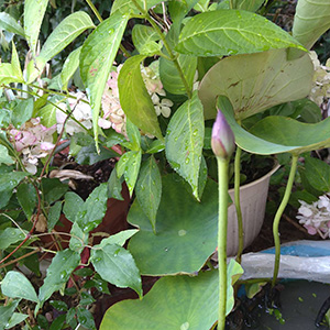 蓮 大好きな花です|酵素浴・よもぎ蒸し・笹蒸し｜安城市｜カフェ＆サロンおさかなの手紙