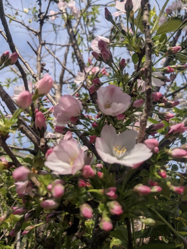 更年期など|酵素浴・よもぎ蒸し・笹蒸し｜安城市｜カフェ＆サロンおさかなの手紙
