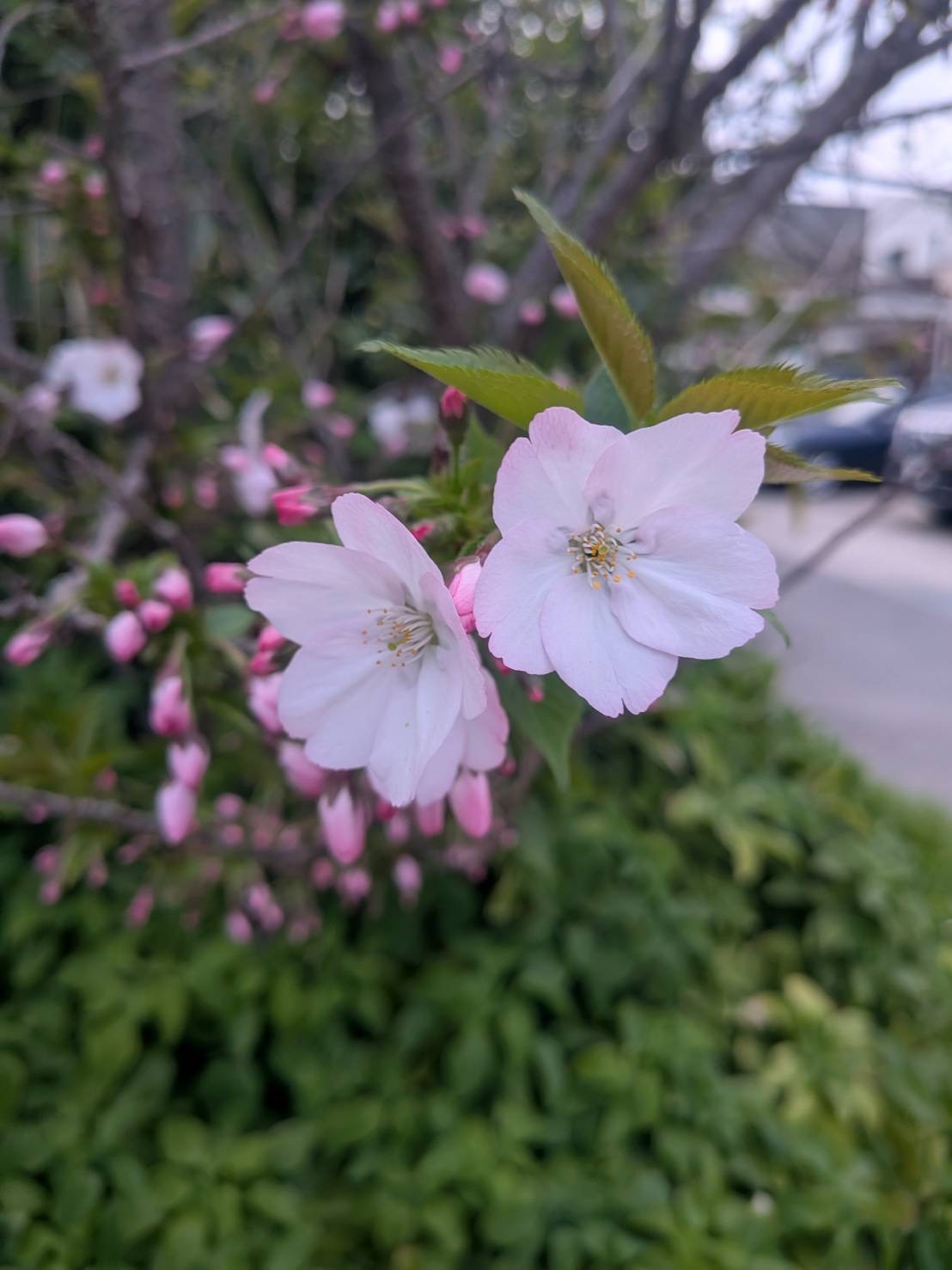 酵素浴・よもぎ蒸し・笹蒸し｜安城市｜カフェ＆サロンおさかなの手紙