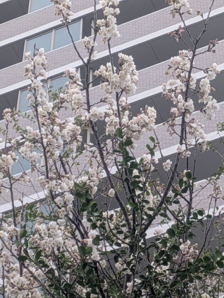 新年度が始まりました|酵素浴・よもぎ蒸し・笹蒸し｜安城市｜カフェ＆サロンおさかなの手紙