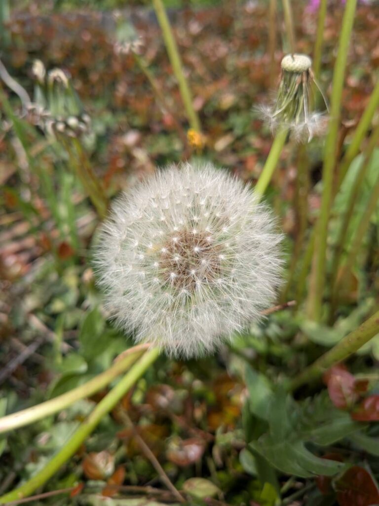 春の土用|酵素浴・よもぎ蒸し・笹蒸し｜安城市｜カフェ＆サロンおさかなの手紙